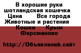 В хорошие руки шотландская кошечка › Цена ­ 7 - Все города Животные и растения » Кошки   . Крым,Ферсманово